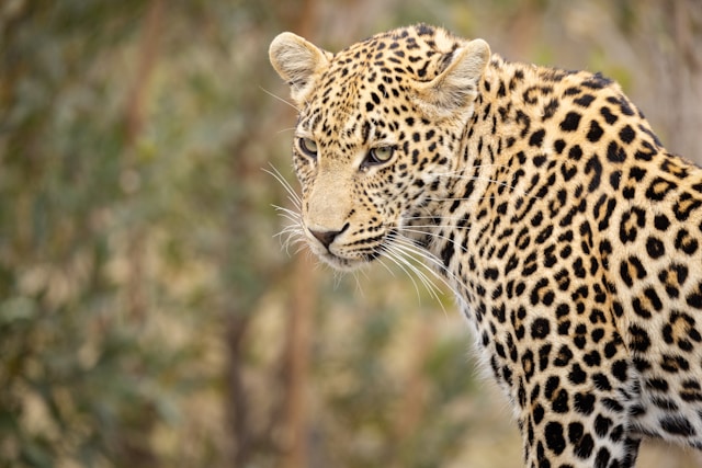 Kruger National Park